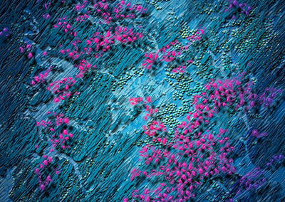 Plongée dans l&rsquo;imaginaire